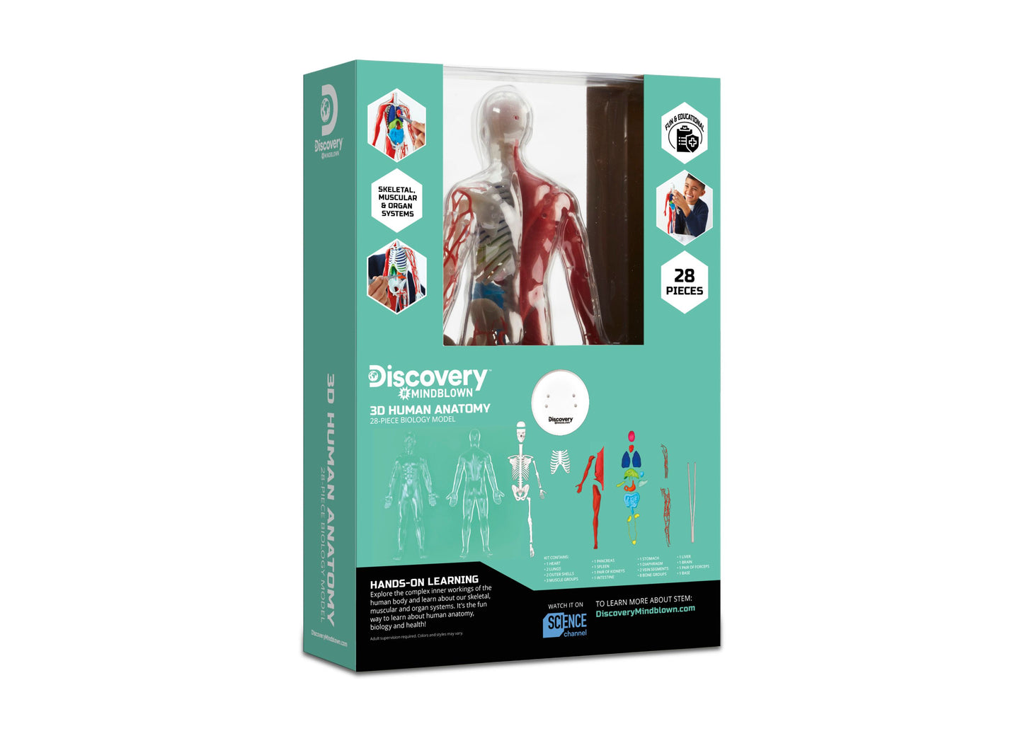 Discovery #MINDBLOWN 3D Human Anatomy Model Kit, 28-Piece Educational Set