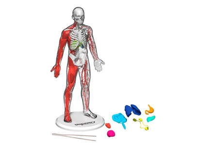 Discovery #MINDBLOWN 3D Human Anatomy Model Kit, 28-Piece Educational Set