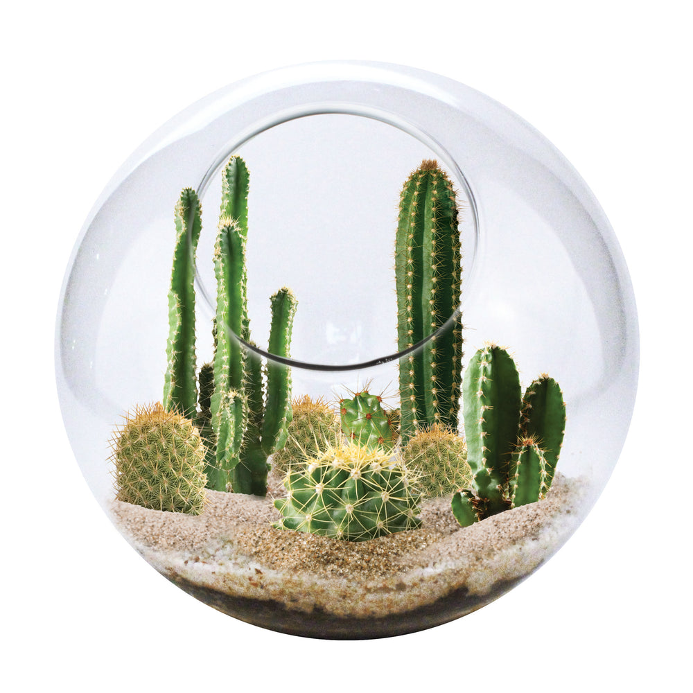 EcoSphere - Mini Desertscape - Vibrant Glass Terrarium Kit