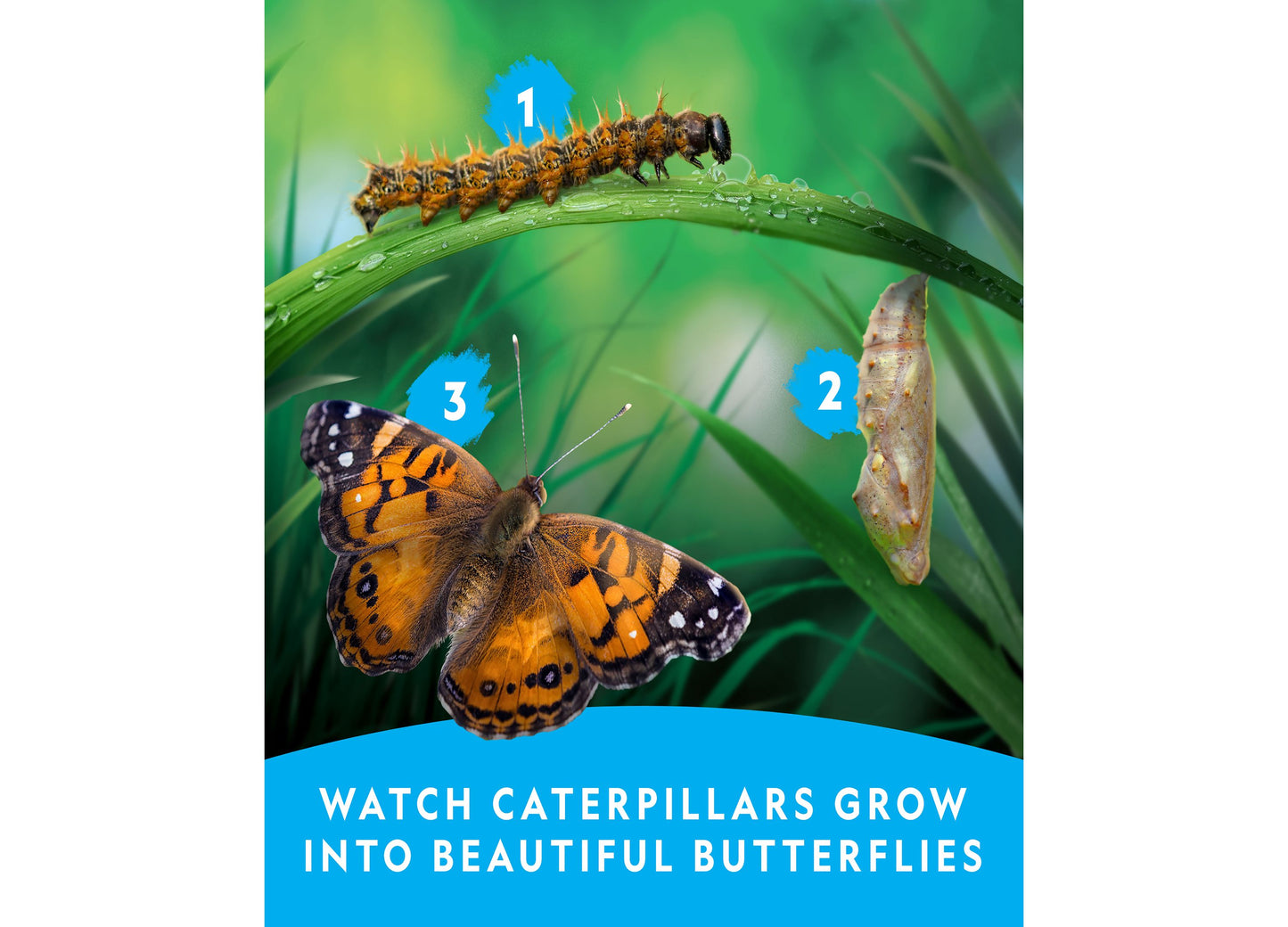 National Geographic Butterfly Growing Kit – Discover Metamorphosis