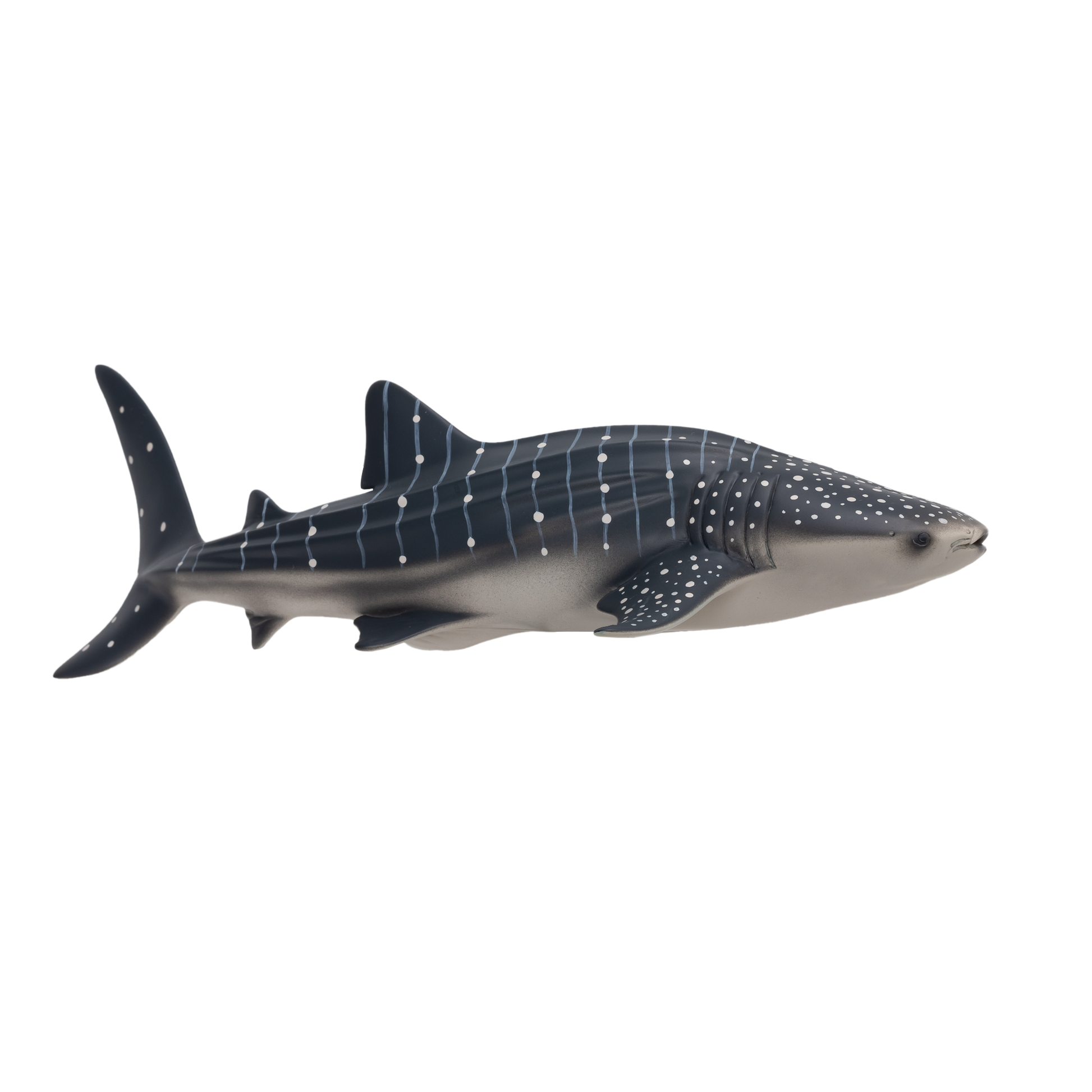 Whale Shark