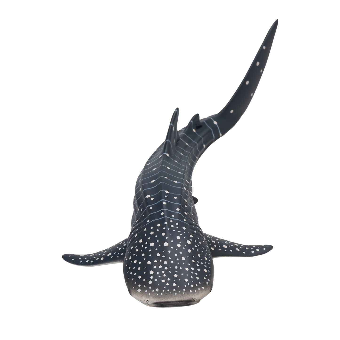 Whale Shark