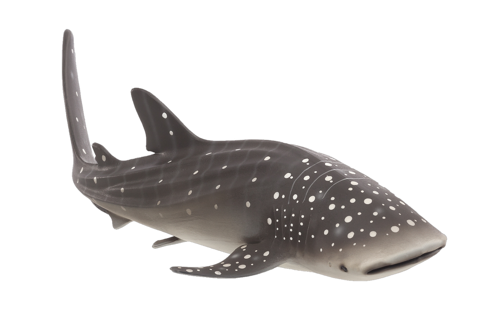 Whale Shark