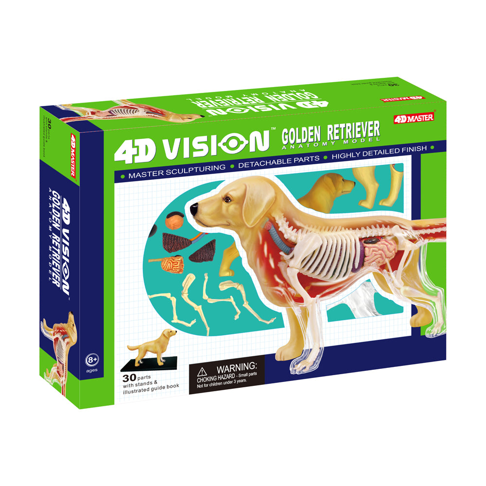 4D Master Golden Retriever Anatomy Model - Educational Toy