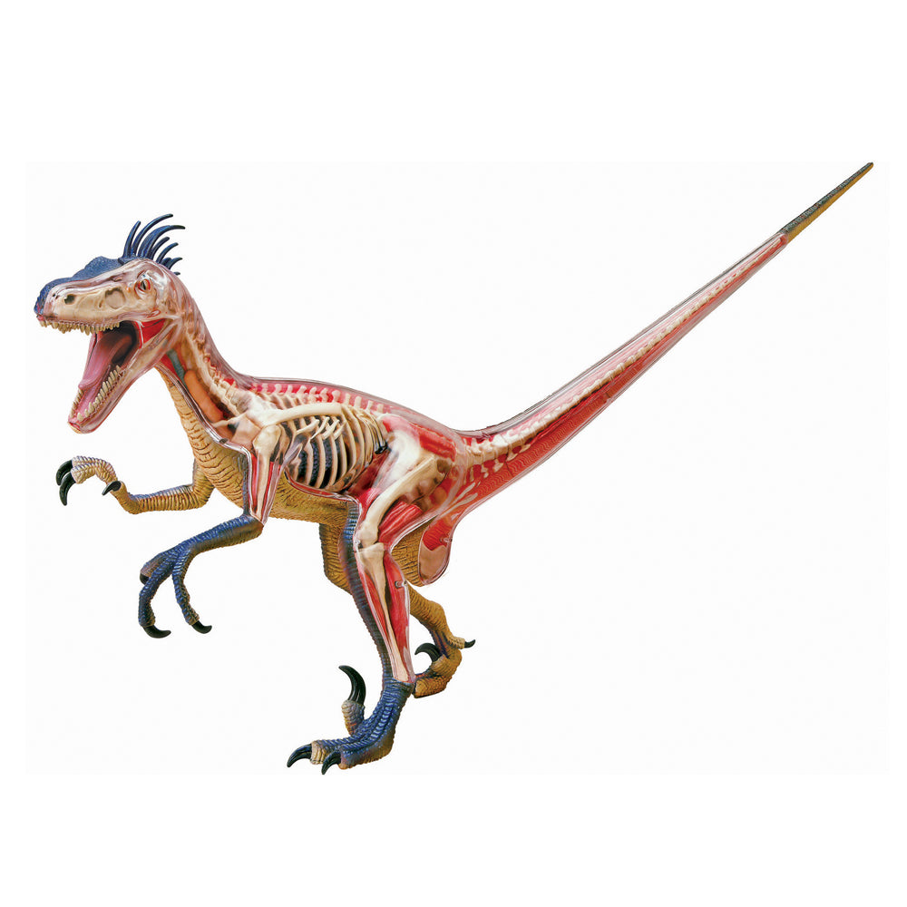 4D Master Velociraptor Anatomy Model Kit