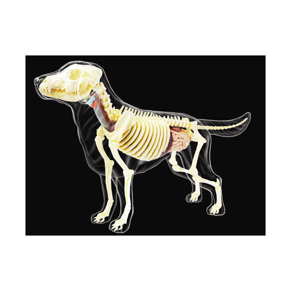 4D Master Vision - Full Skeleton Dog Model - Educational Anatomy Kit