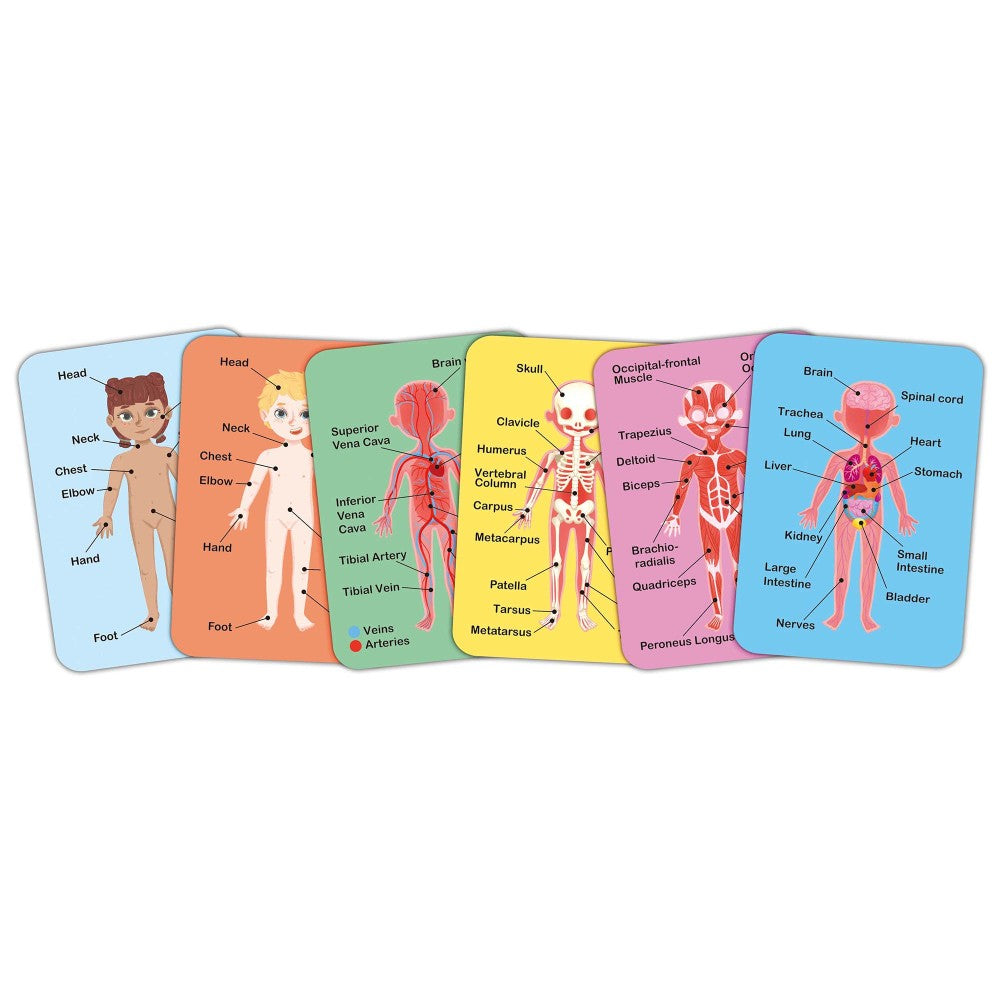 Hape: Human Body Magnetic Puzzle - 68pc