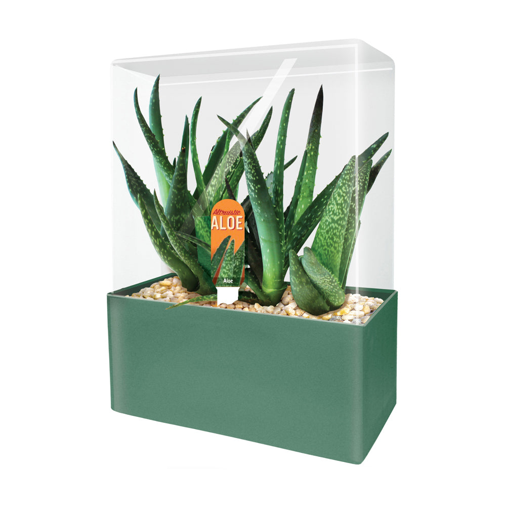 Unique Gardener Altruistic Aloe Seed Square Terrarium Kit