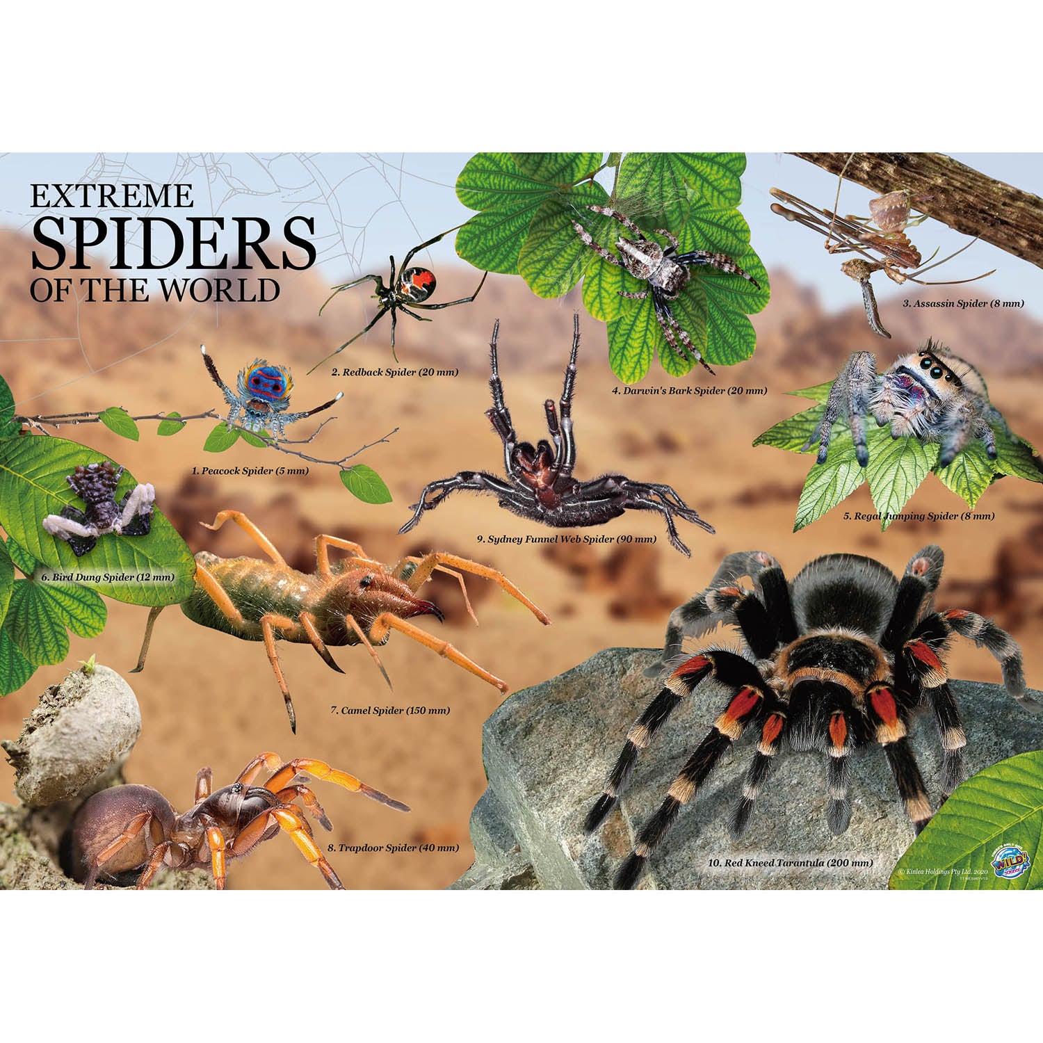 Wild Environmental Science Extreme Spiders Kit - Educational Spider Model Set