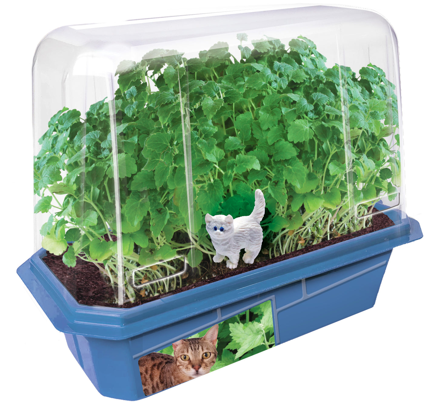 Crazy Cat Plant - Ultimate Catnip Growing Kit - Eco-Friendly