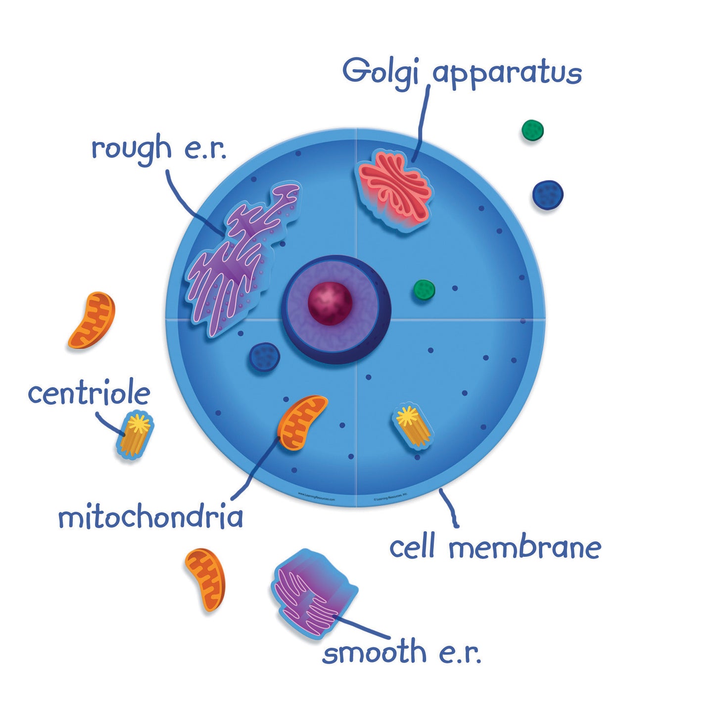 Learning Resources Giant Magnetic Animal Cell Model - Educational Toy