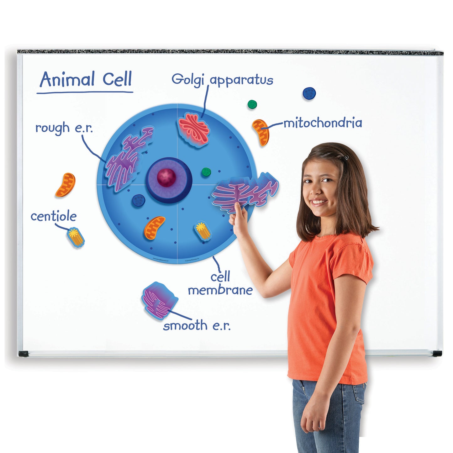 Learning Resources Giant Magnetic Animal Cell Model - Educational Toy