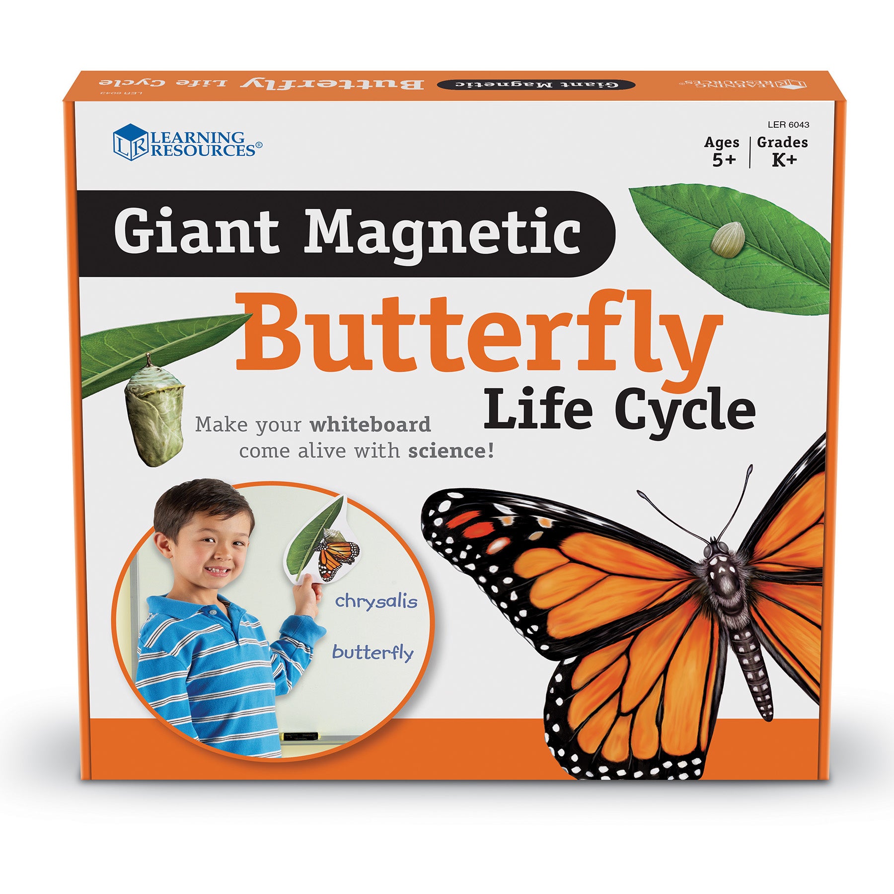 Learning Resources Giant Magnetic Butterfly Life Cycle - Interactive Set of 9