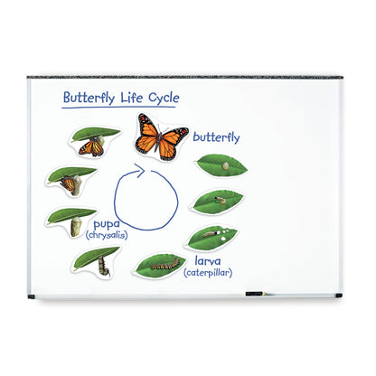 Learning Resources Giant Magnetic Butterfly Life Cycle - Interactive Set of 9