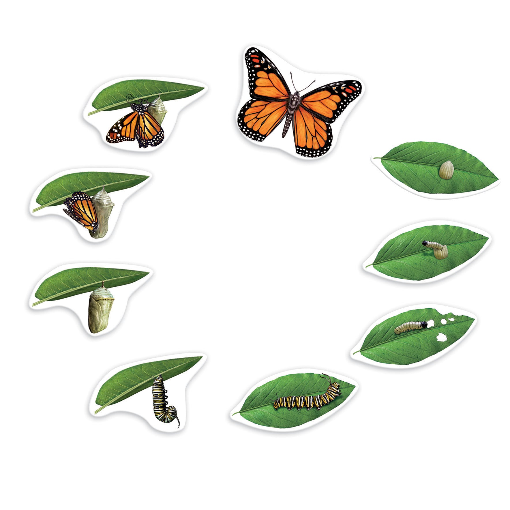 Learning Resources Giant Magnetic Butterfly Life Cycle - Interactive Set of 9