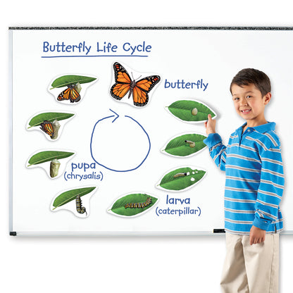 Learning Resources Giant Magnetic Butterfly Life Cycle - Interactive Set of 9