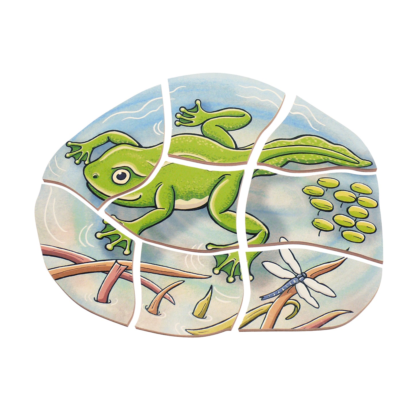 Beleduc Layer Puzzle - Frog Lifecycle - 5 Wooden Layers - 28 Pieces