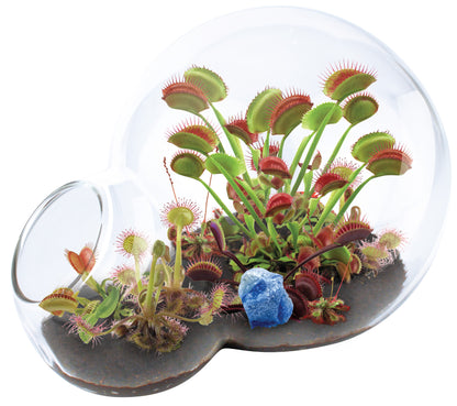 Carnivorous Growarium Deluxe Terrarium Kit for Carnivorous Plants