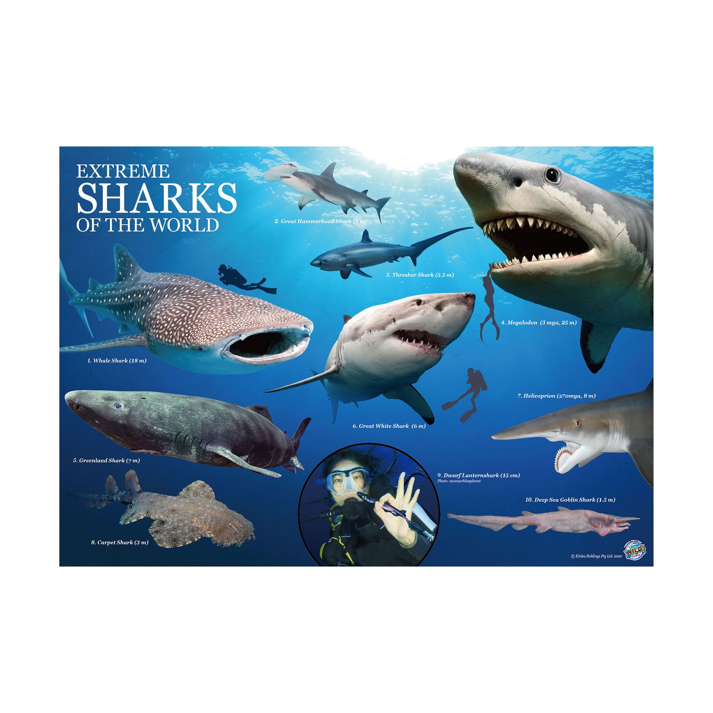 Wild Environmental Science - Extreme Sharks of the World Craft Kit