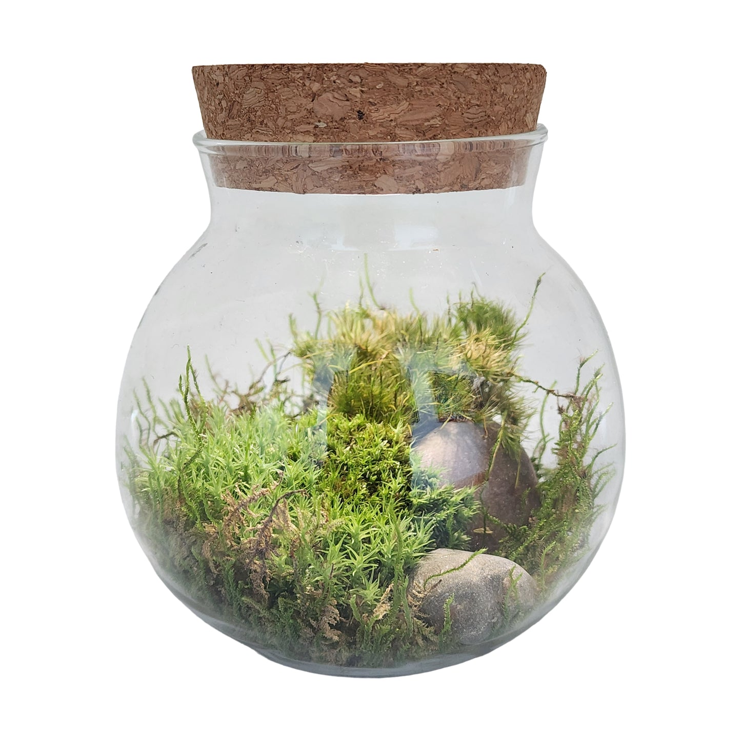 MossBowl - Cultivate Your Personal Green Zen Space