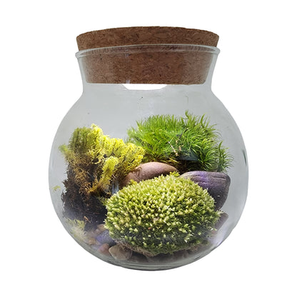 MossBowl - Cultivate Your Personal Green Zen Space